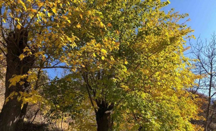 Arapgir’de sonbahar doğal güzelliğiyle görenleri hayran bıraktırıyor
