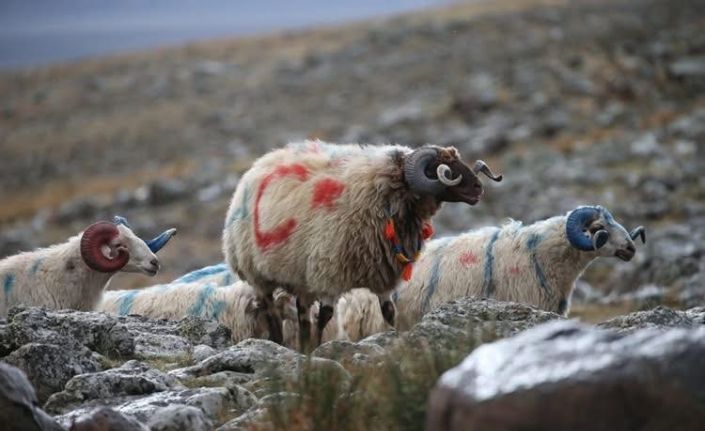 Arpaçay’da koç katımı