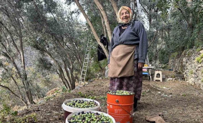Artvin’de Butko Zeytininin hasadı devam ediyor
