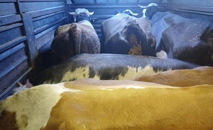 Artvin’de film gibi hayvan hırsızlığı