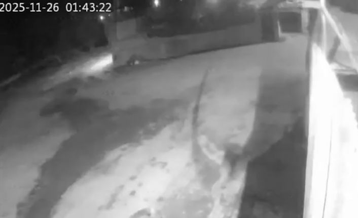 Aşkale’de aç kalan kurtlar köye indi