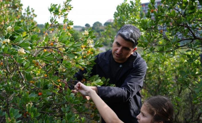 Ataşehir’de 438 metre yükseklikte çilek festivaline akın ettiler