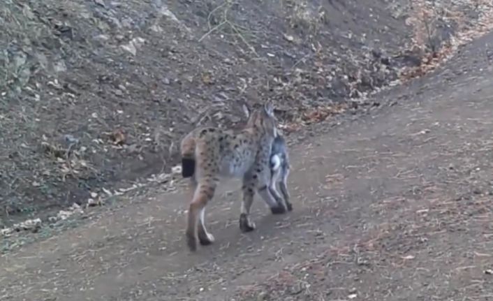 Avını taşıyan vaşak kamerada