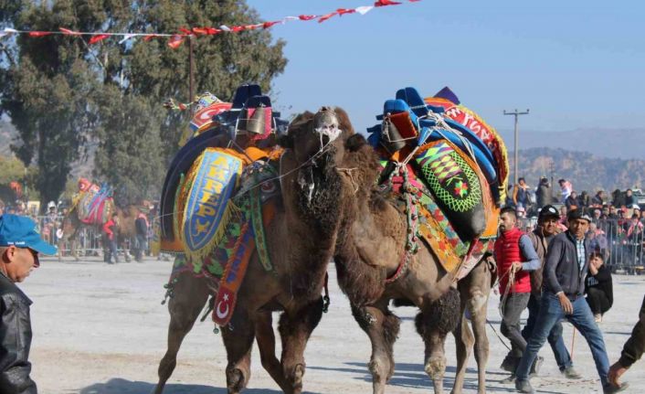 Aydın’da deve güreşleri ertelendi
