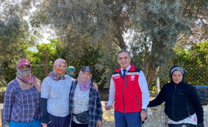 Aydın’da mandalina hasadı başladı