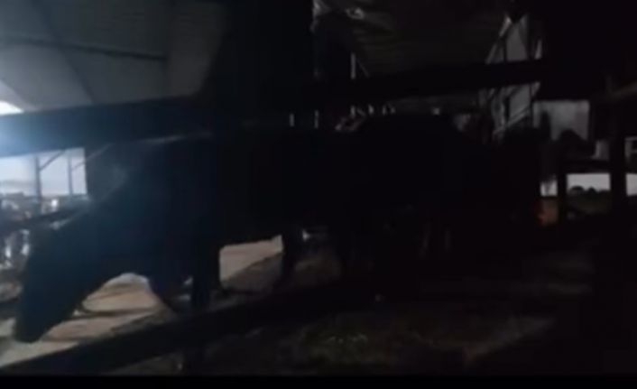 Aydın’da pasaportsuz hayvan sevkiyatına 1,2 milyon TL ceza