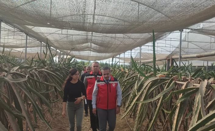 Aydın’da pitaya üretimi genişliyor