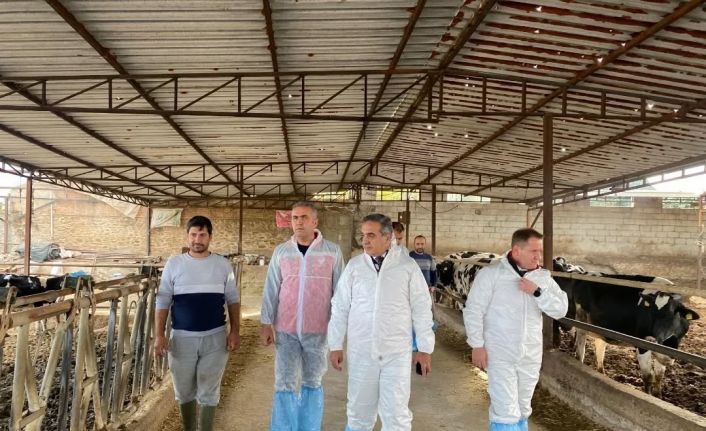 Aydın’da şap hastalığına karşı 565 bin 687 doz aşı uygulandı