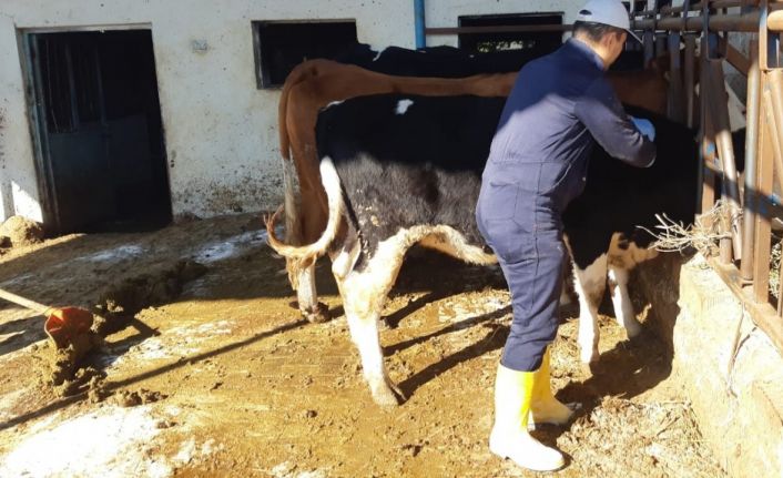 Aydın’da şap hastalığına karşı aşılama çalışmaları sürüyor