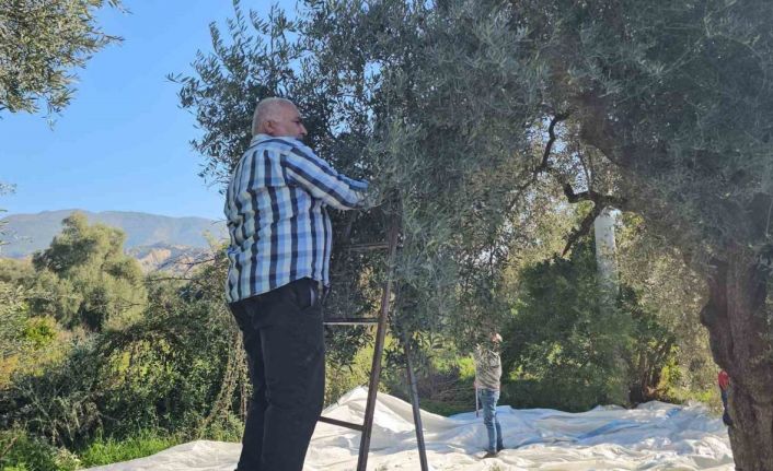 Aydın’da zeytin hasadı sürüyor
