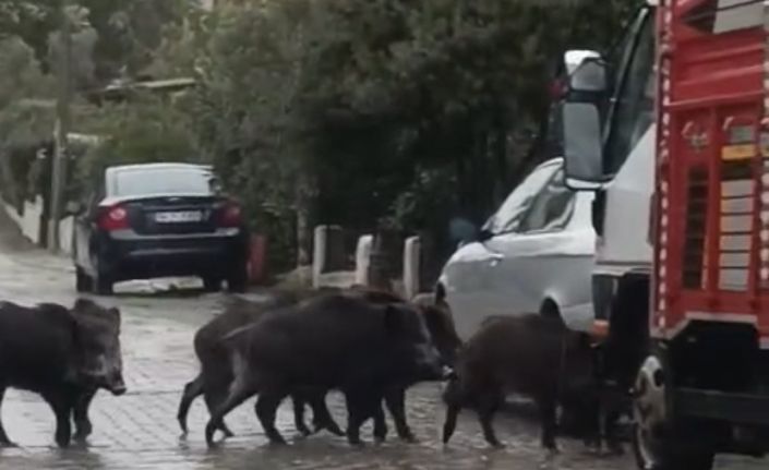 Ayvalık’ta yağmurlu havada aç kalan domuzlar şehir merkezine indi