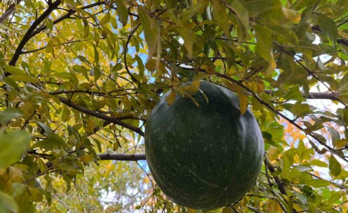 Bahçeye ektiği kabak, nar ağacının tepesinde meyve verdi
