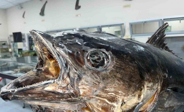 Balık sevdası ‘Deniz Canlıları Koleksiyon Merkezi’nde hayat buldu