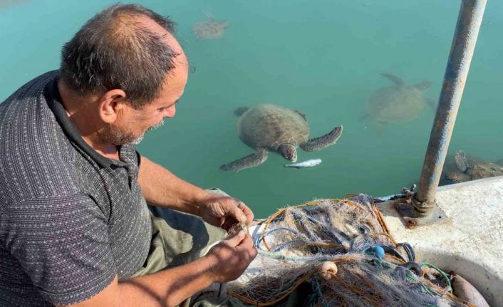 Balıkçıların dostu: Göç etmeyen caretta carettalar limanı mesken tuttu
