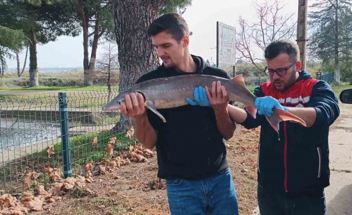 Balıkçının ağlarına takılan Mersin balığı koruma altına alındı