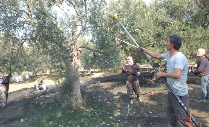Balıkesir’de makineli hasat zeytinde verimi artırıyor