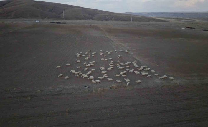 Başkan Büyükkılıç’ın projesi ile kırsalda koyun sayısı arttı, meralar canlandı