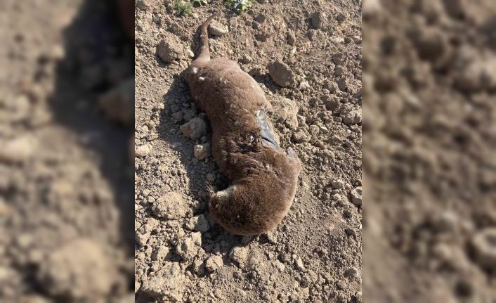 Batman’da koruma altındaki su samuru telef olmuş halde bulundu