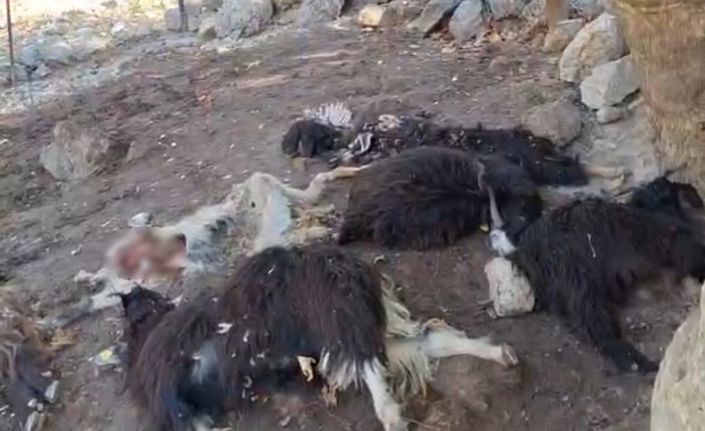 Batman’da kurt saldırısında 10 keçi telef oldu, 10’nu da yaralandı