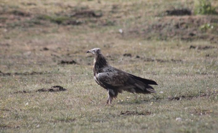 Bayburt’ta nesli tehlike altında olan Mısır Akbabası görüldü