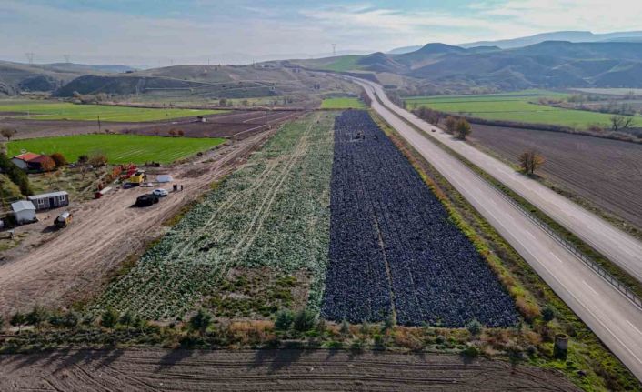 Beypazarı’nda mor lahana hasadı sürüyor