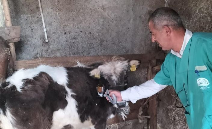 Beyşehir’de şap aşısı seferberliği