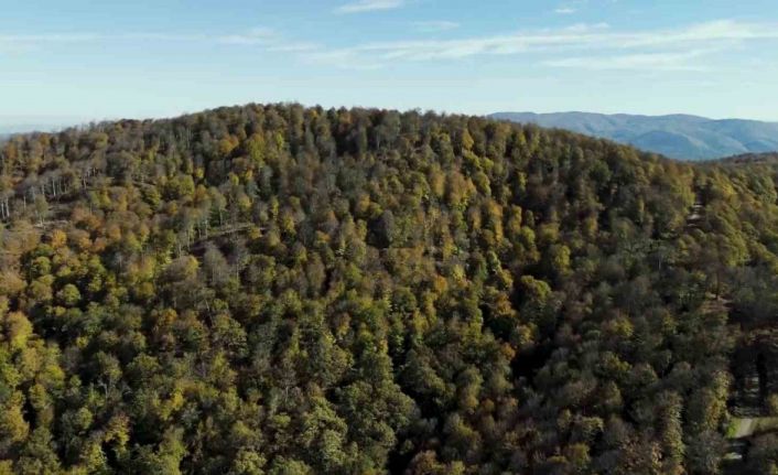 Biga’da sonbahar renklerine bürünen ormanlar havadan görüntülendi