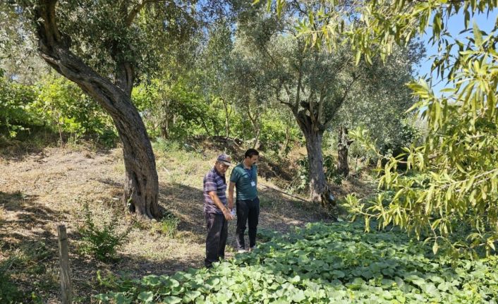 Bodrum’da zeytin hasadı başladı