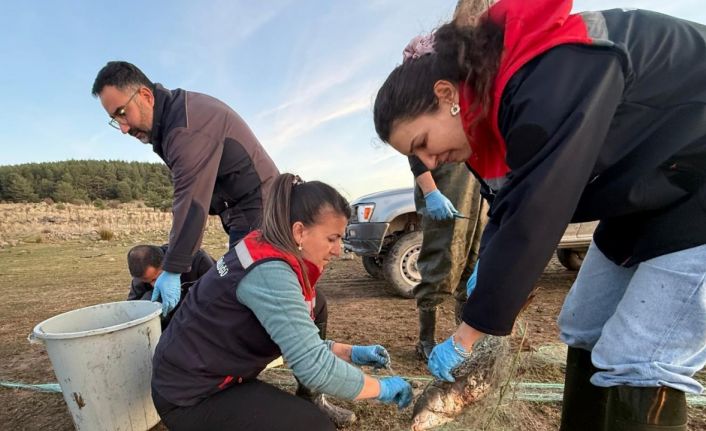 Bolu’da 5 kilometrelik hayalet ağ toplandı: 500 balık canlı kurtarıldı