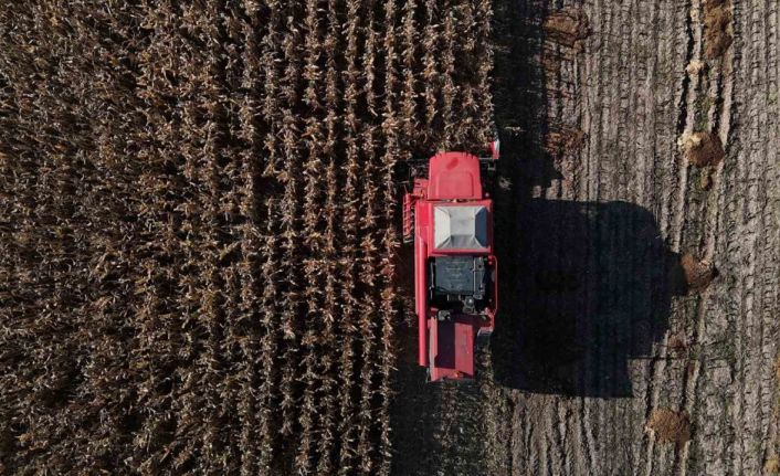 Bolu’da dane mısır hasadı başladı