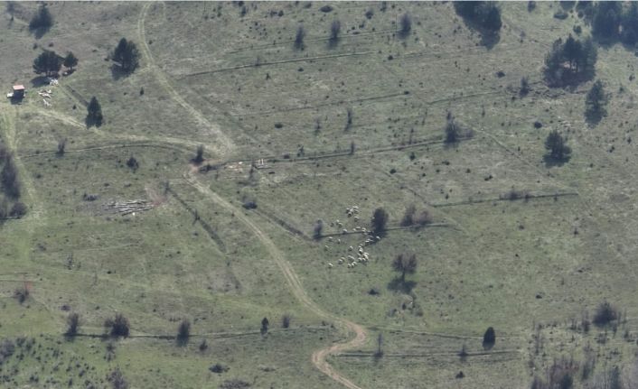Bolu’da kayıp hayvanlar dronla bulundu