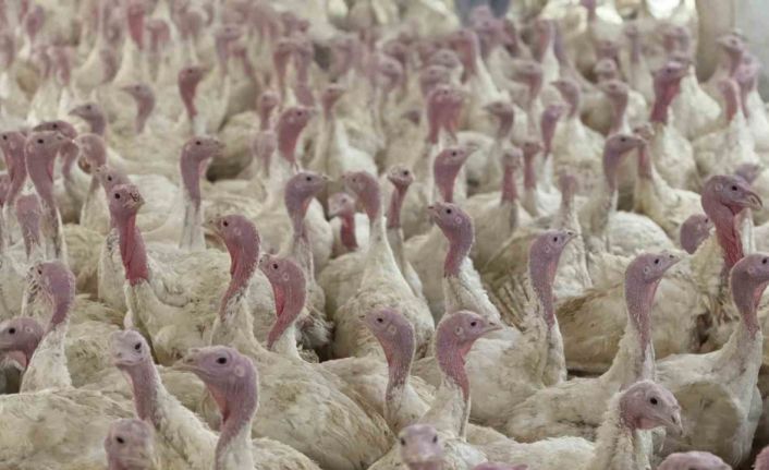 Bolu’da üreticilere "kuş gribi" uyarısı