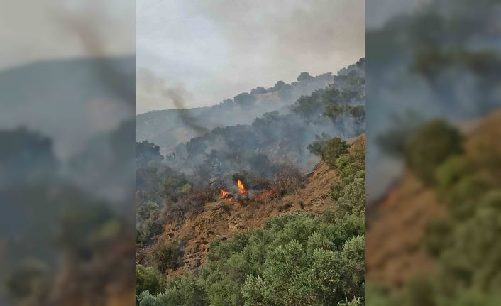 Bozdoğan’da orman yangını