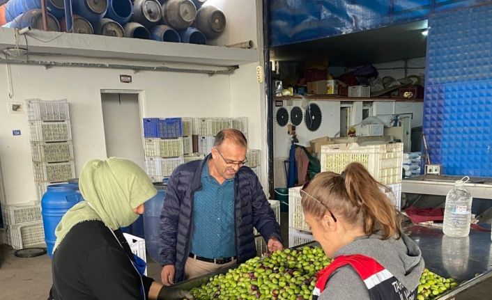 Buharkent’te zeytin rekoltesi ve kalite kontrol çalışmaları sürüyor