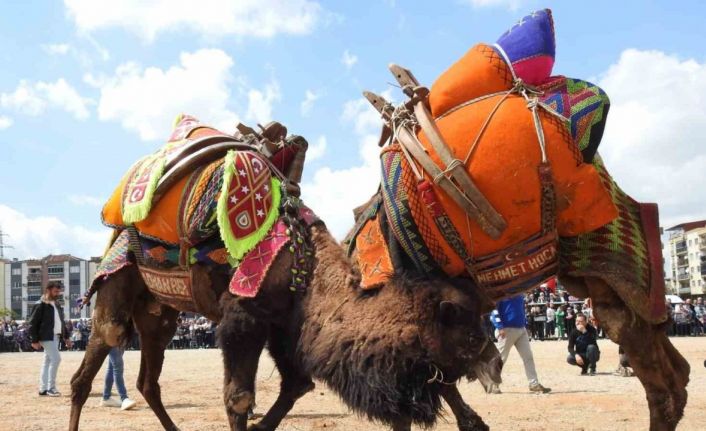 Buldan deve güreşlerine şap engeli