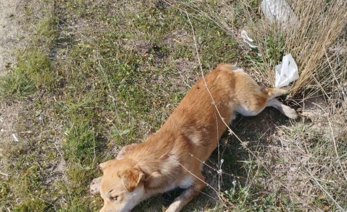 Buldan’da yol kenarında ölü köpekler bulundu