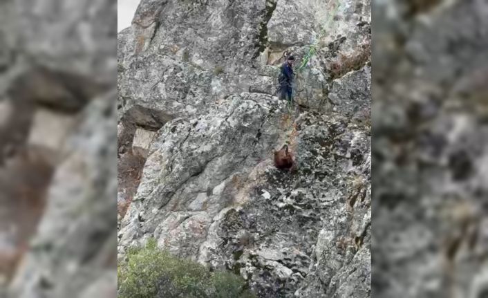 Burdur’da mahsur kalan keçiler ekipler tarafından kurtarıldı