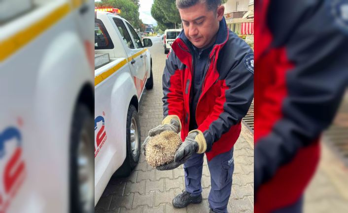 Burhaniye’de mazgala sıkışan kirpiyi itfaiye kurtardı