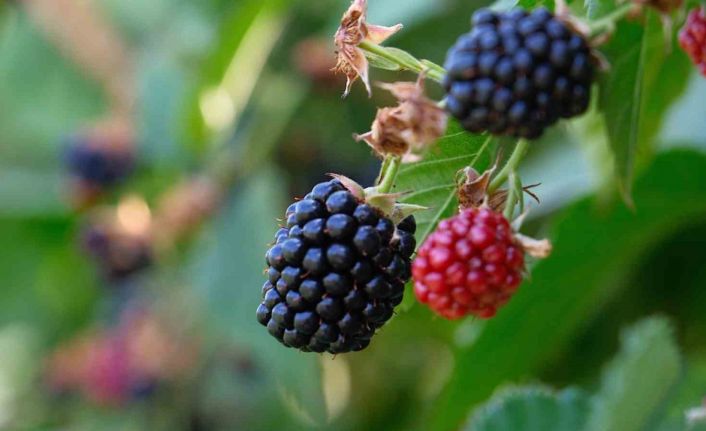 Bursa Büyükşehir 9 üründe fide ve fidan desteğinde bulunacak