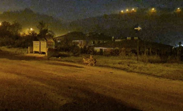 Çakallar Bartın şehir merkezini mesken tuttu