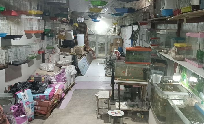 Camı kırıp 9 papağan çaldılar