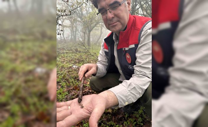 Çanakkale’de hububat zararlısı süneye geçit yok