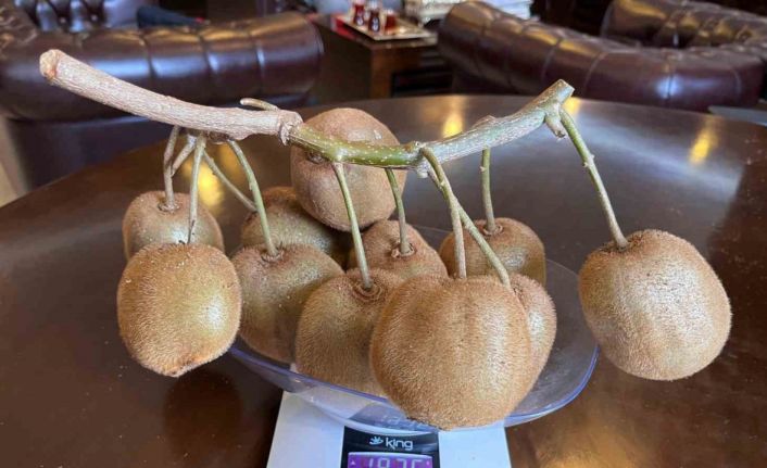 Çarşamba’da 180 gramlık kivi tescillendi
