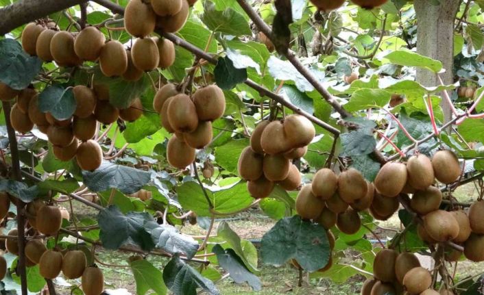 Çarşamba’da kivi hasadı başladı: Hedef Türkiye birinciliği