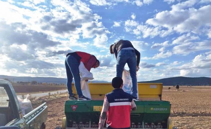 Çavdarhisar’da buğday ve tritikale tohumlarının ekimi yapıldı