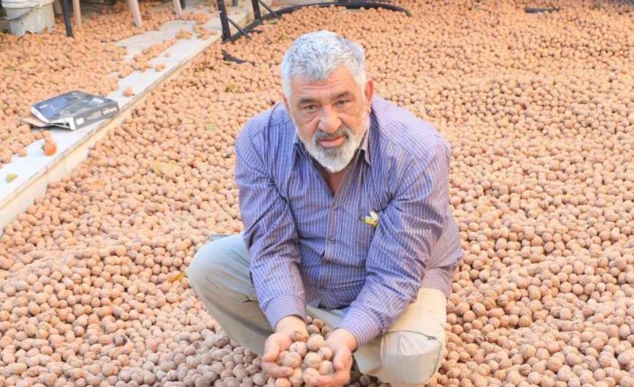 Ceviz üretimiyle Avrupa’daki maaşından daha çok kazanıyor