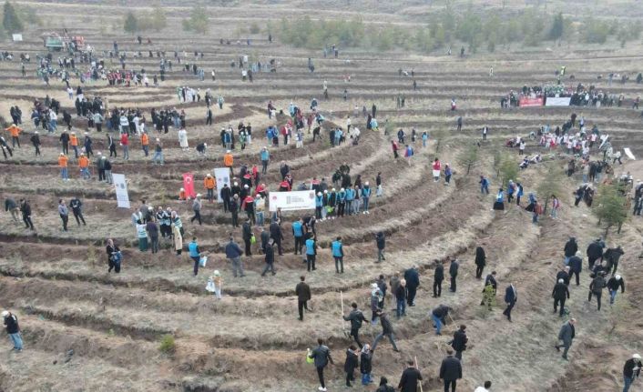 Çorum’da binlerce fidan toprakla buluşturuldu