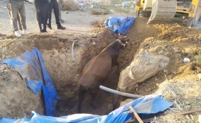 Çukura düşen büyükbaşı itfaiye kurtardı