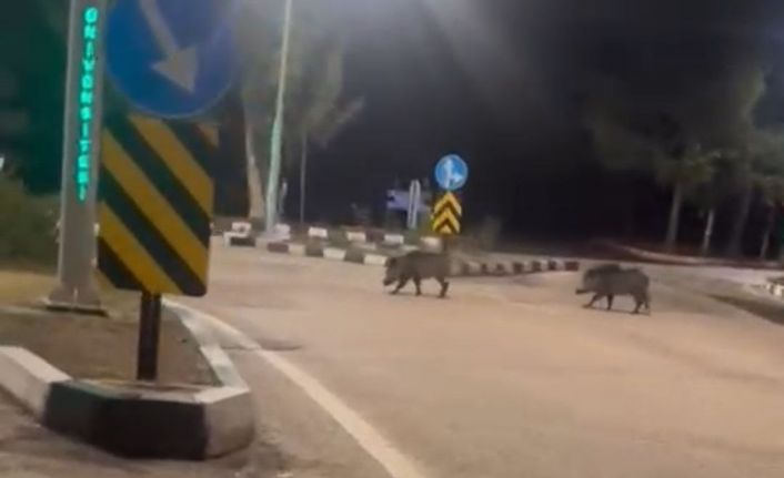 Çukurova Üniversitesi yerleşkesine sürü halinde giren domuzlar görüntülendi