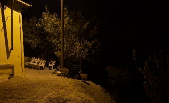 Dağ keçileri evlerin arasında yiyecek ararken görüntülendi